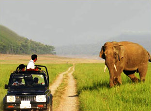 corbett-national-park